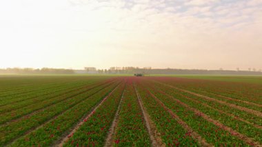Kuzey Hollanda 'da gün doğumunda güzel lalelerle dolu.