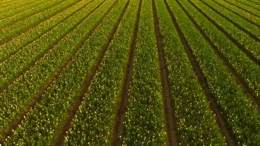 Kuzey Hollanda 'da gün doğumunda güzel lalelerle dolu.