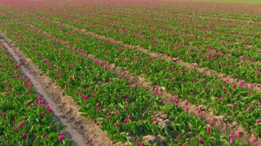 Kuzey Hollanda 'da gün doğumunda güzel lalelerle dolu.