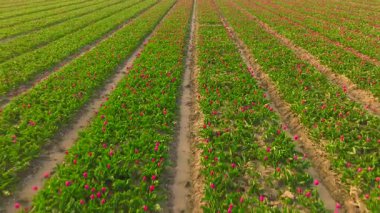 Kuzey Hollanda 'da gün doğumunda güzel lalelerle dolu.