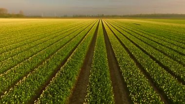 Kuzey Hollanda 'da gün doğumunda güzel lalelerle dolu.
