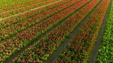 Kuzey Hollanda 'da gün doğumunda güzel lalelerle dolu.