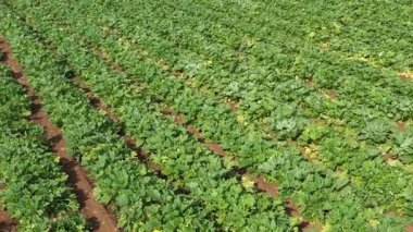 Domatesler tarlada, tarımda, hava görüşünde büyüyor..