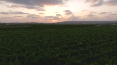 Gün batımında olgun yeşil üzüm bağları, hava manzarası