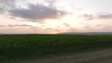 Gün batımında olgun yeşil üzüm bağları, hava manzarası