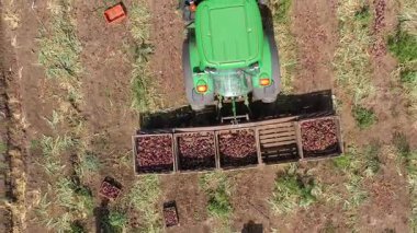 Megiddo, İsrail - 9 Haziran 2020: Kırmızı Soğanlar, bir tarlada çalışan elle toplayıcılar, soğan paletleri, hava manzarası yüklüyorlar