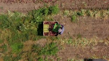 Megiddo, İsrail - 9 Haziran 2020: Kırmızı Soğan, elle toplama, soğan paletleri yükleme, hava manzarası