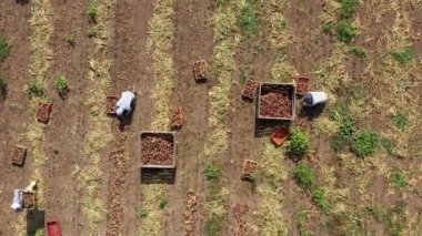 Megiddo, İsrail - 9 Haziran 2020: Kırmızı Soğanlar, bir tarlada çalışan elle toplayıcılar, soğan paletleri, hava manzarası yüklüyorlar