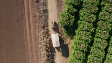 Olgun meyvelerle dolu portakal ağacı bahçesi toplanmaya hazır, hava manzaralı.