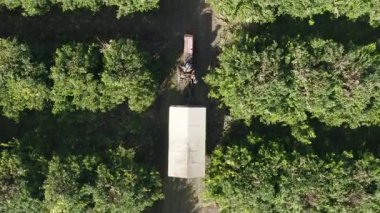 Olgun meyvelerle dolu portakal ağacı bahçesi toplanmaya hazır, hava manzaralı.