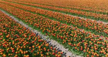 Hollanda 'da portakallı lalelerle dolu.
