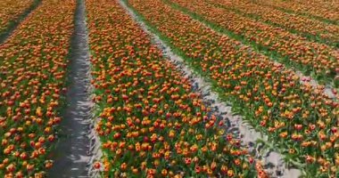 Hollanda 'da portakallı lalelerle dolu.