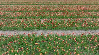 Hollanda 'da portakallı lalelerle dolu.