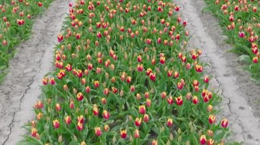 Hollanda 'da portakallı lalelerle dolu.