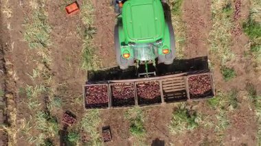 Megiddo, İsrail - 9 Haziran 2020: Kırmızı Soğanlar, bir tarlada çalışan elle toplayıcılar, soğan paletleri, hava manzarası yüklüyorlar