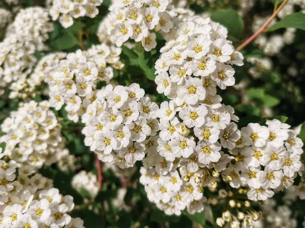 Blommande Kaprifol Buskar Närbild Våren — Stockfoto