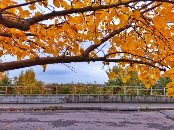 Удивительная Осень Парке Красивый Вид Небо — стоковое фото