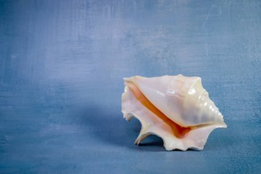 Fildişi renginde güzel dalgalı bir deniz kabuğu, doğal zarafetini ve karmaşık tasarımını vurgulayan koyu mavi-gri bir arka planda sergilenir..