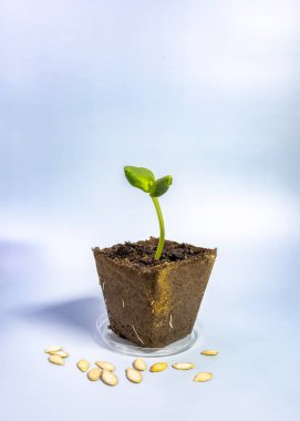 Küçük bir turba kavanozunda büyüyen tek bir kabak tohumu. Genç yeşil bitkinin narin yaprakları vardır ve yeni yaşam ve büyümeyi simgeler. Bahçe işleri ve organik tarım konuları için mükemmel..