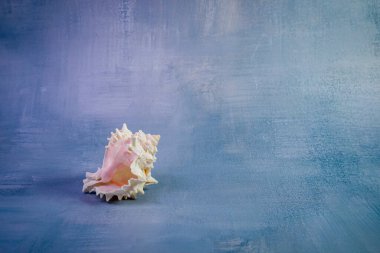 Güzel bir deniz kabuğu, canlı mavi bir yüzey üzerinde yavaşça dinleniyor, izleyiciyi büyüleyen çarpıcı bir kontrastlık yaratıyor.