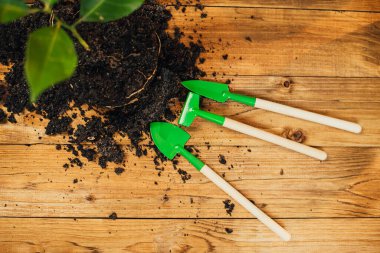 Çiçekleri yeni bir çömleğe nakletmek için ev işleri.