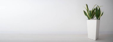 Sansevieria trifasciata ya da Yılan bitkisi evde.