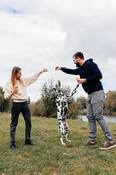 Ungt Par Har Det Sjovt Med Dalmatisk Hund Udendørs - Stock-foto