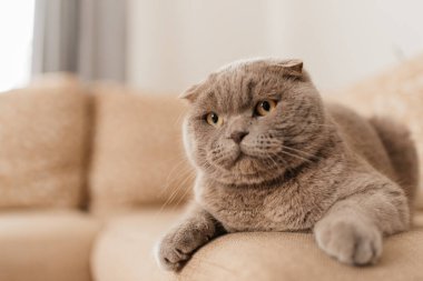 Funny short haired domestic British cat indoor at home. Kitten resting and relax on sofa. Pet care and animals concept.