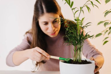 hands plant a plant in a new pot. Home gardening and care. Using expanded clay for transplanting plant. Hands holding expanded clay. Preparation for transplanting or repotting room plant