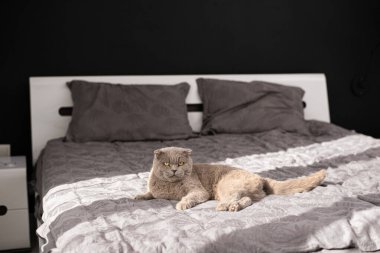 Kedi yatakta dinleniyor. İngiliz kedisi.