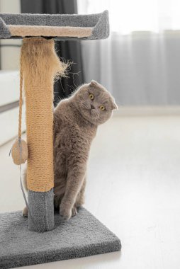 Evdeki kedi ağacında bileyen sevimli hayvan pençeleri..