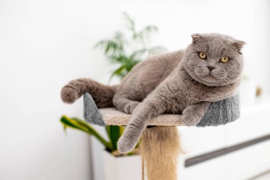 Kedi oturma odasındaki tırmalama direğiyle oynuyor. Doğal ışıklandırma