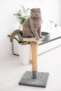 Kedi oturma odasındaki tırmalama direğiyle oynuyor. Doğal ışıklandırma