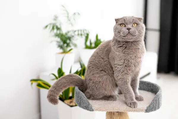 Schattig Huisdier Aan Kattenboom Thuis Britse Grijze Kat Stockafbeelding