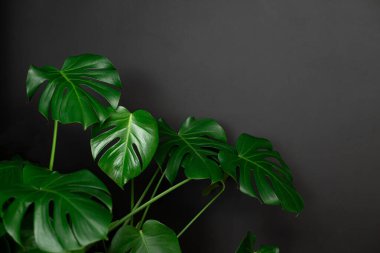 Güzel canavar yaprakları ya da siyah arka planda İsviçre peyniri bitkisi, seçici odaklı.