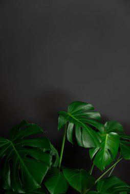 Monstera deliciosa yaprağı siyah duvara yakın..
