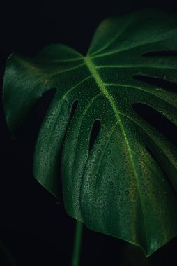 Su damlacıklı canavar yaprağı. makro fotoğraf canavarı.