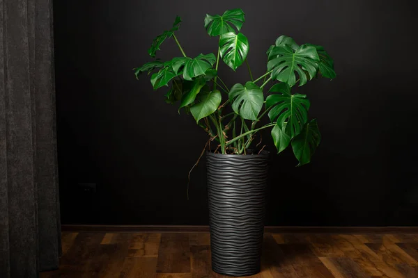 Monstera deliciosa or Swiss Cheese Plant in a gray flower pot on a wood floor, home gardening and connecting with nature.