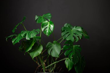 Canavar bitkisinin yaprakları siyah arkaplanda.