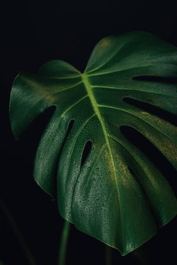 Siyah arka planı olan bir kaburga..