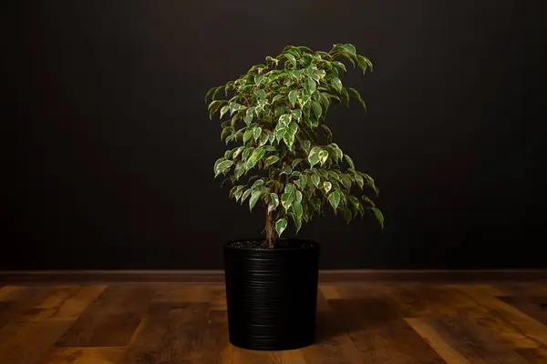 Healthy ficus rubber plant in front of dark background.