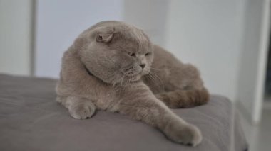 Şirin bir İngiliz kısa hava kedisi..