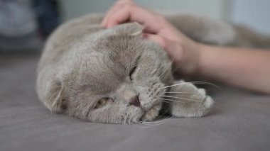 Çocuklar safkan bir kediyi elle okşuyor, seçici bir odak noktası.