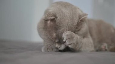 Gri bir kedi kanepede yatar ve kendini yıkar. Kedi kendini yıkar ve patisini yalar.