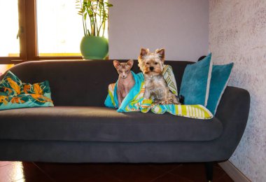 Evdeki sevimli sevimli sevimli hayvanlar. Kel bir Kanadalı Sphynx kedisi ve küçük Yorkshire Terrier köpeği modern rahat bir iç mekanda gri bir koltukta oturuyorlar. Yavru kedi ve köpek arkadaşları kameraya bakıyor.. 