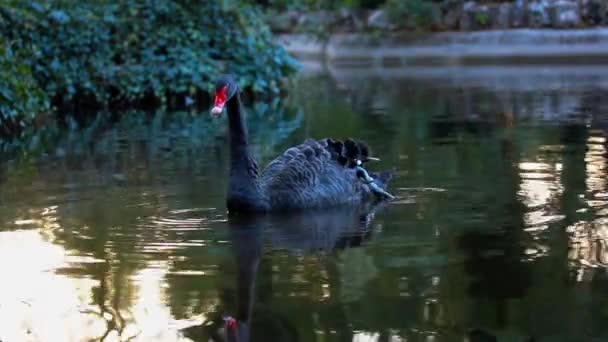 Kırmızı Gagalı Siyah Kuğu Sessiz Bir Gölette Gölde Parkta Hayvanat — Stok video