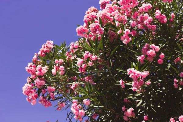 Zakkum ağacının yeşil yaprakları arasında açan pembe çiçekler, çalılar. Çiçek açmış Neryum zakkum. Yaz günü, botanik bahçesindeki botanik parkında sonsuza dek yemyeşil, zehirli bir bitki. Çiçekli kartpostal