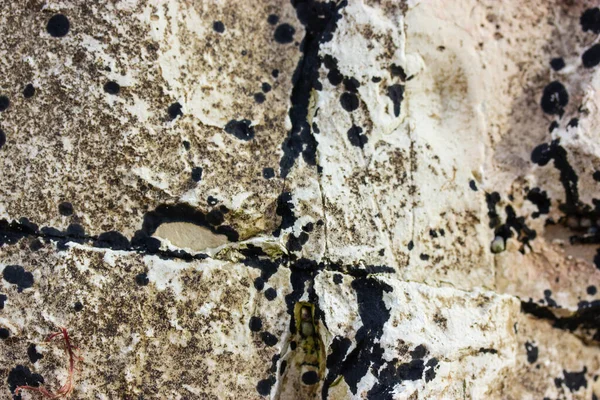 点缀米色的尖锐的发霉的岩石表面 黑色的霉菌苔藓 山岩质感背景 带有霉菌的污垢墙的抽象表面 建造房屋的天然材料 — 图库照片