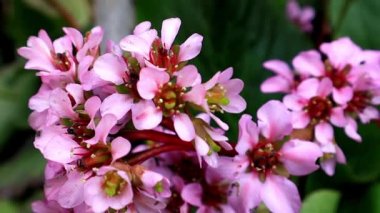 Fillerin kulakları bergenia bressingham pembesi ya da Badan çiçekleri. Saxifrage ailesi Saxifragaceae bitkisi. İlaç olarak çiçek açan bitkiler. Vergenia Melezi ortak bahçe kültürü türü