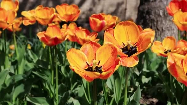 Hermosos Tulipanes Anaranjados Brotes Abiertos Con Delicados Pétalos Soplando Viento — Vídeo de stock